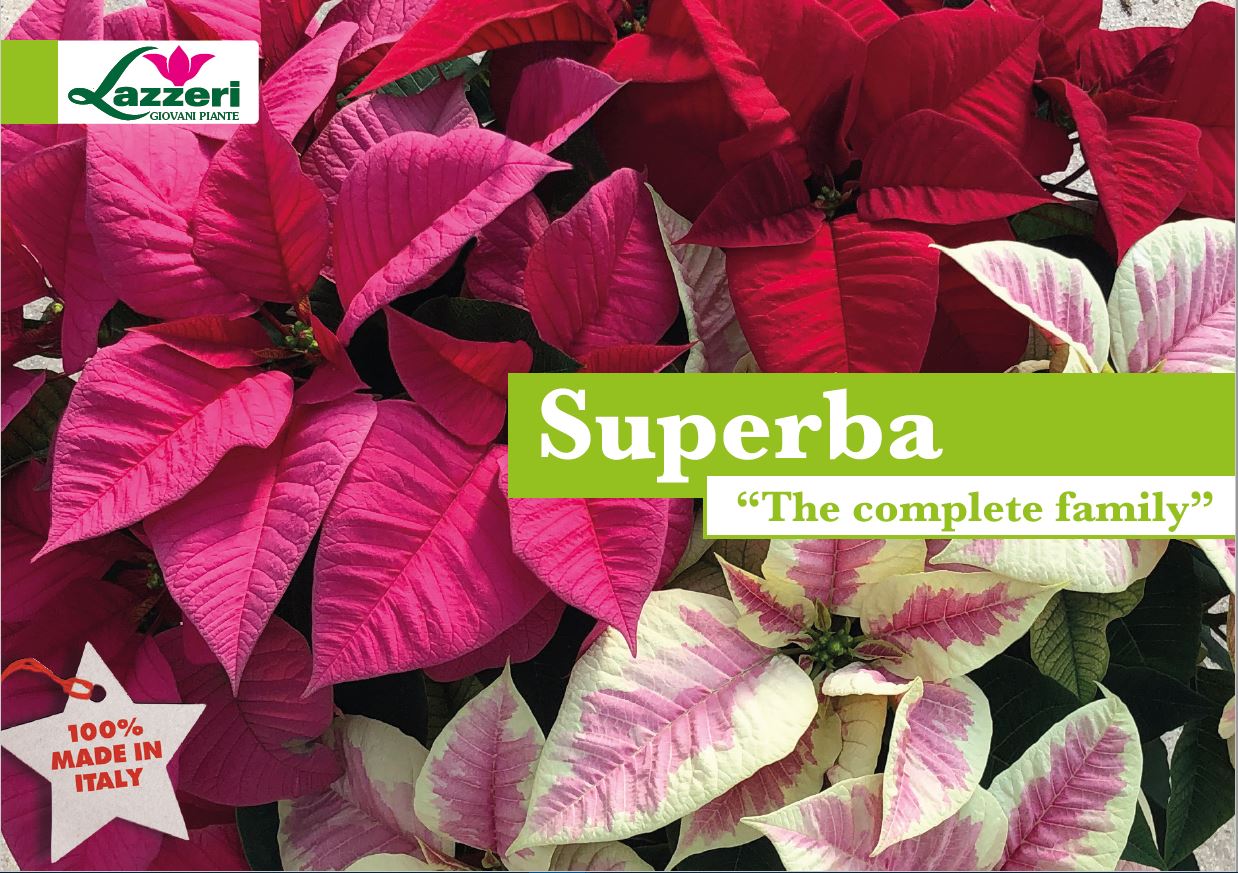 Superba